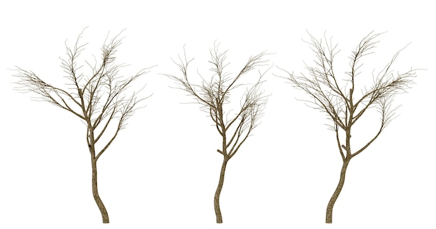 Quatre branches d'arbre nues sur un fond noir
