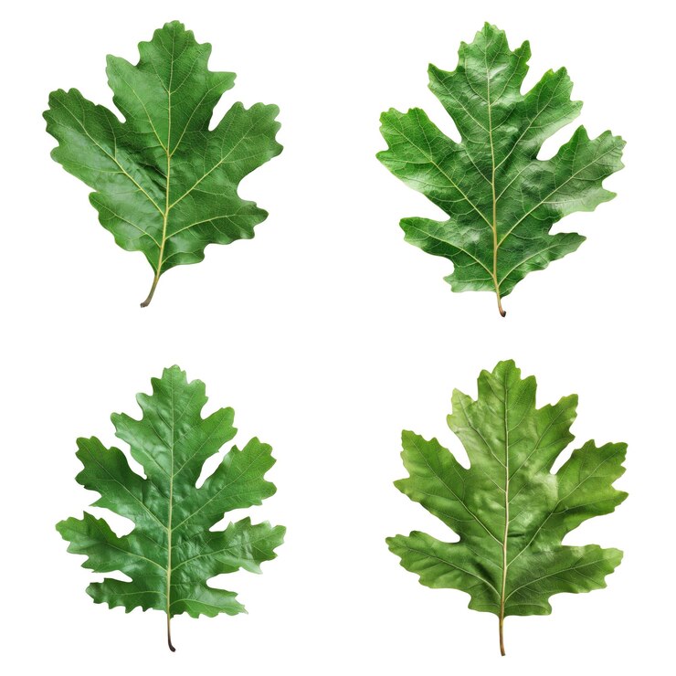 PSD quattro foglie di quercia verde