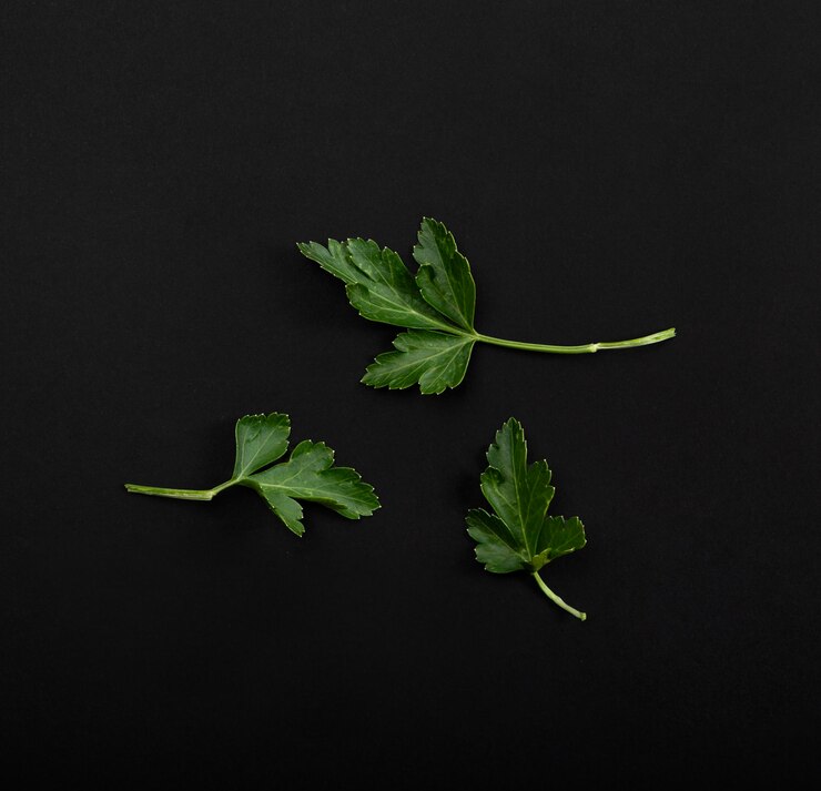 quelques brindilles de persil dont l'une a une feuille d'une tige à fond noir