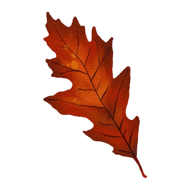 Quercia rossa settentrionale Ori