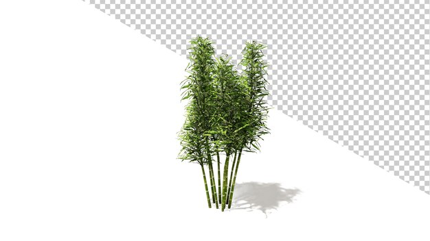 Racimo de bambú con árbol aislado 3D Render