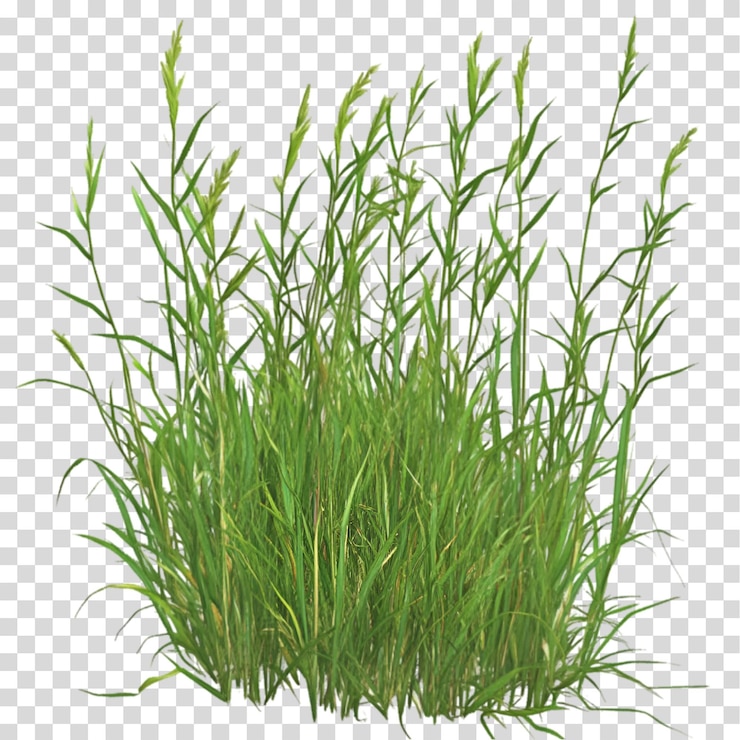 PSD el racimo de hierba verde