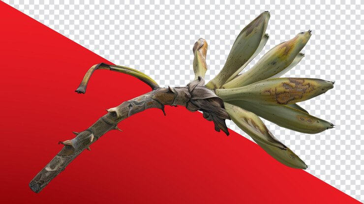 PSD un racimo único de plátanos verdes en el tallo marrón natural