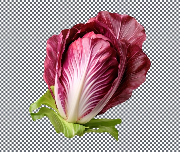 PSD radicchio frais isolé sur un fond transparent