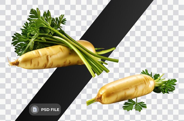 PSD radis de daikon frais isolé éclairage doux et lisse