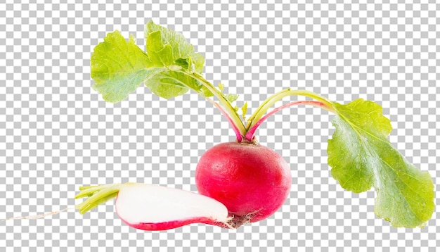 Radis avec des feuilles isolées sur un fond transparent