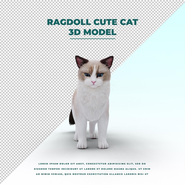 RagDoll Lindo Gato posa