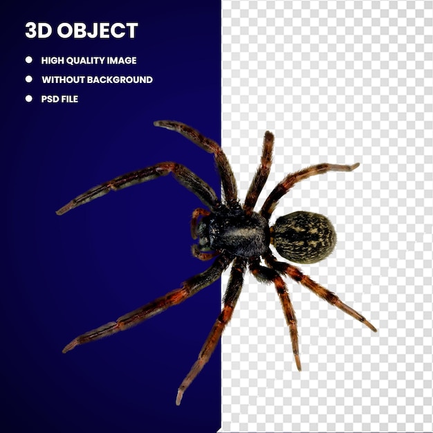 Ragno a schiena rossa 3d Ragno a casa nera Vedova nera meridionale