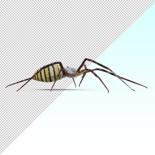 Ragno isolato