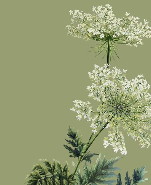 Rahmenvorlage mit Zweig von Daucus carota im Aquarell-Illustrationsstil Botanische Blumen