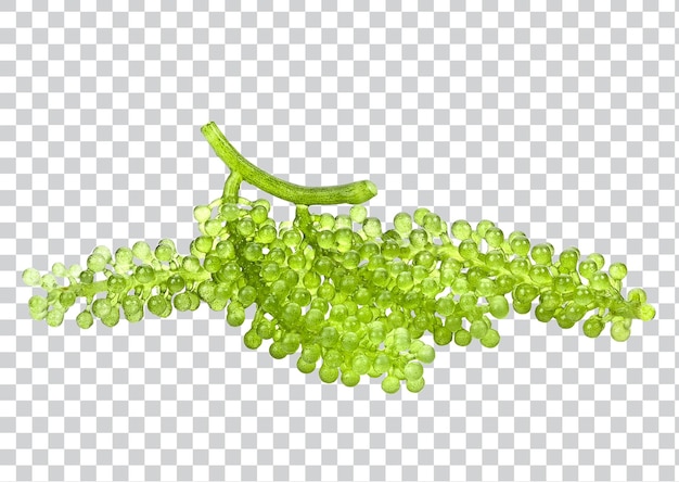 PSD raisins de mer caviar vert algues aliments sains sur fond blanc photo premium psd