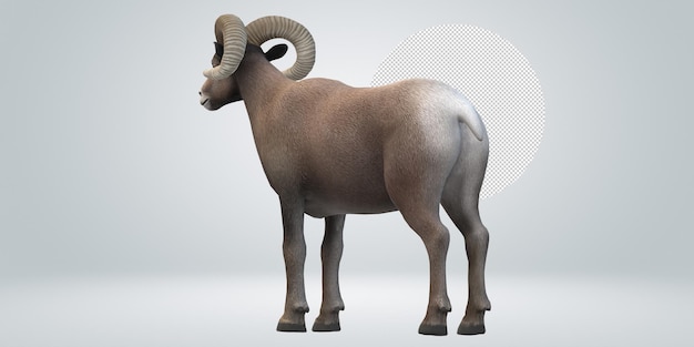 Ram isoliert auf einem durchsichtigen Hintergrund