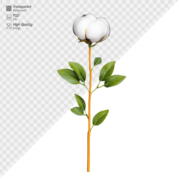 PSD rama de algodón con flores blancas aisladas sobre un fondo transparente
