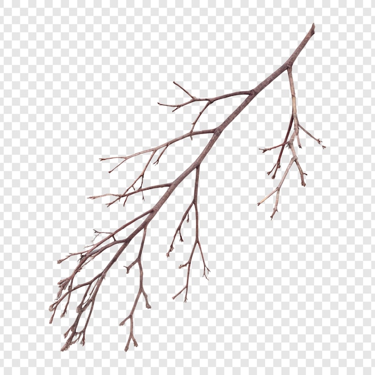 PSD rama de árbol desnuda