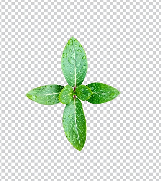 rama de árbol de hoja verde aislado png fondo transparente con gota de lluvia tropical crecimiento fresco