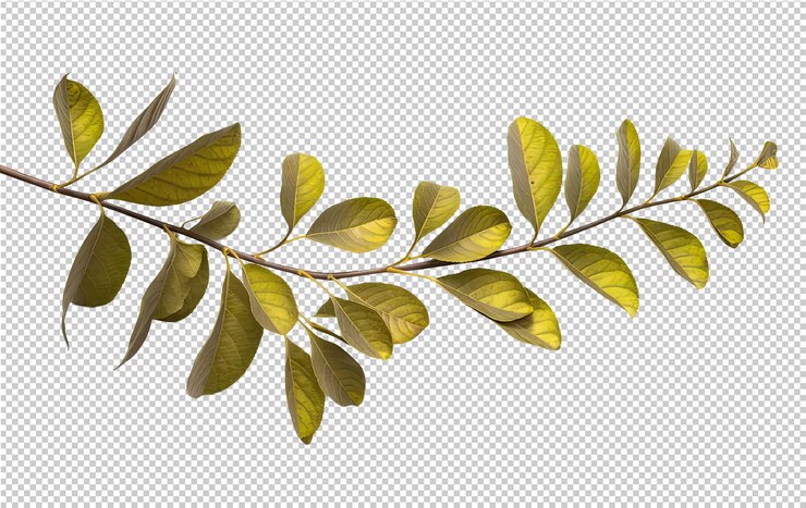 PSD una rama de un árbol con hojas verdes y las palabras cita la palabra cita en él