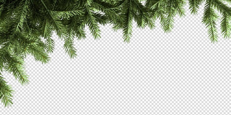 rama de un árbol de Navidad con un fondo transparente