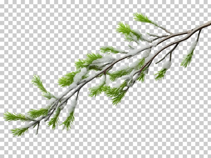 PSD rama del árbol de navidad con nieve aislada en fondo transparente png psd