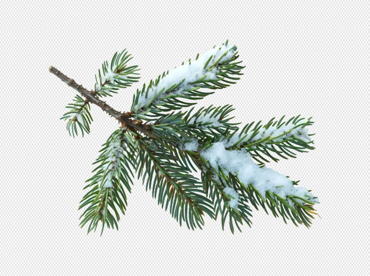 una rama de un árbol de Navidad con nieve en él