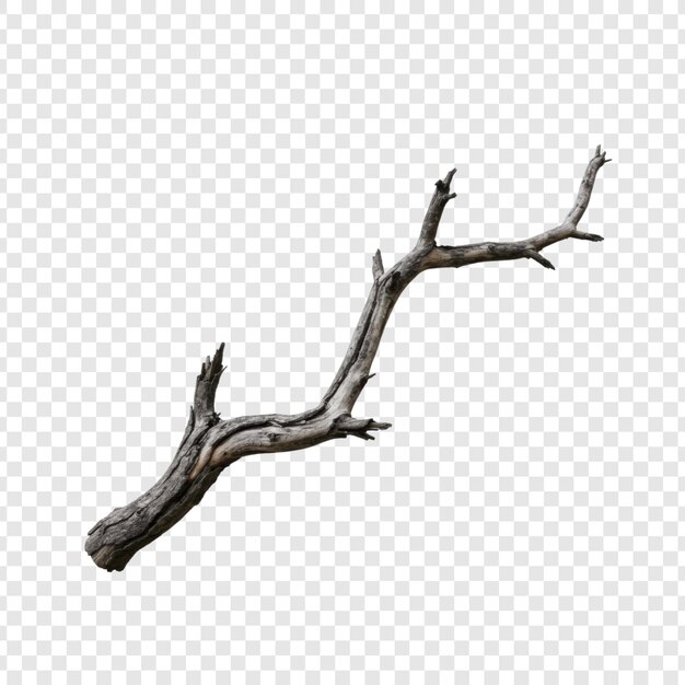 Una rama de árbol seca aislada en un fondo transparente