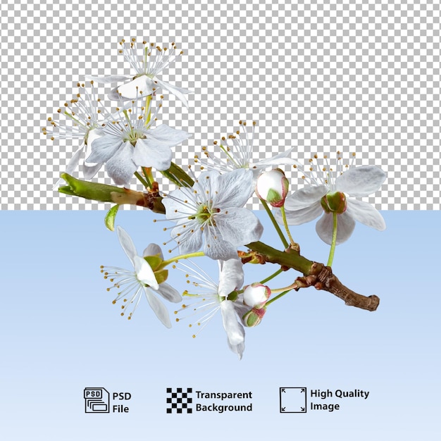 Rama botánica de la flor del cerezo de primavera aislada para uso creativo