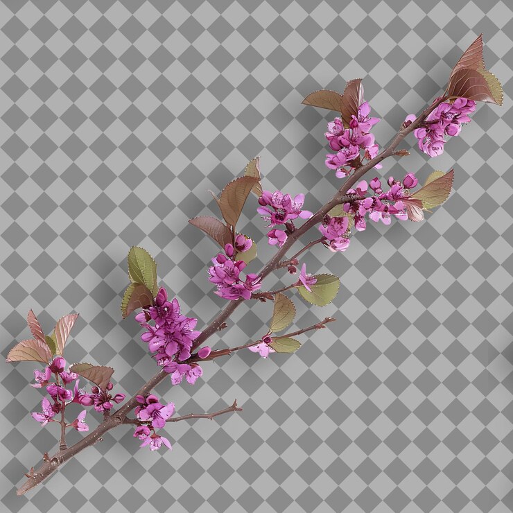 PSD rama de bud rojo delgada y arqueada con flor púrpura rosada objeto aislado en un fondo limpio