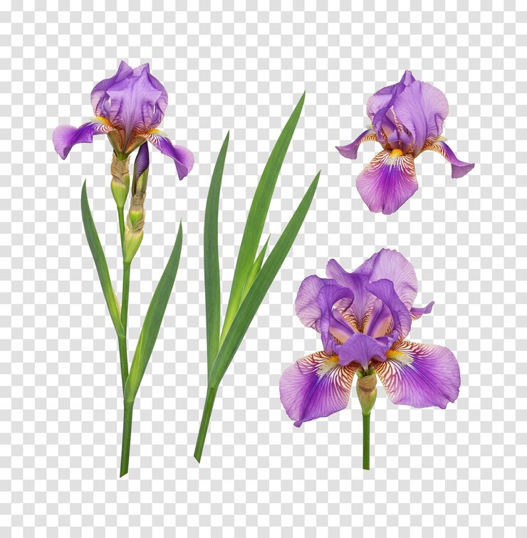 PSD la rama de la flor de iris png el fondo transparente es un clip para el diseño