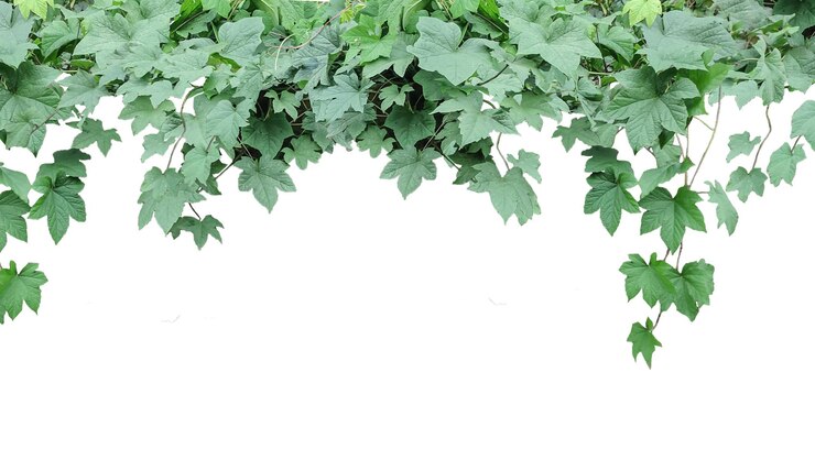 PSD una rama de hojas verdes con un fondo blanco una planta colgante con hojas en png hiedra verde