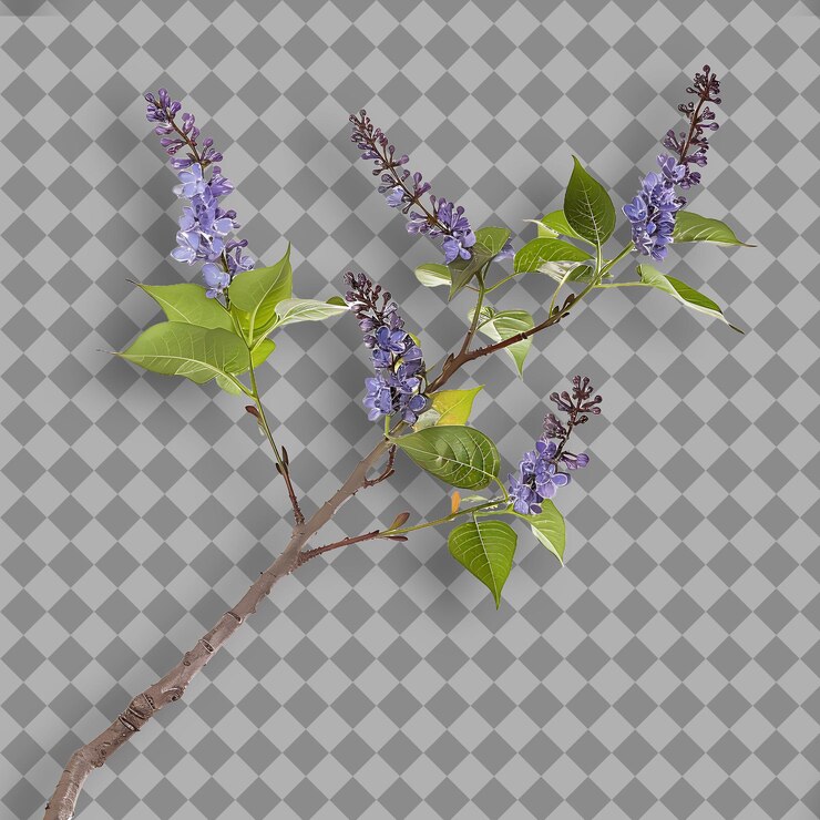 PSD rama de lila de california hojas pequeñas y lineales que están aisladas rama de árbol en bg limpio