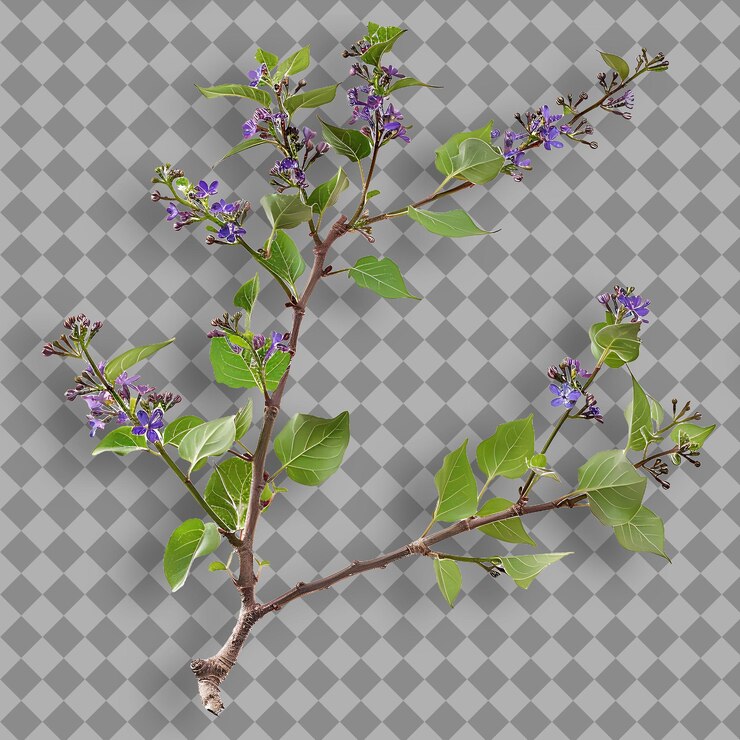 PSD rama de lila de california hojas pequeñas y lineales que están aisladas rama de árbol en bg limpio