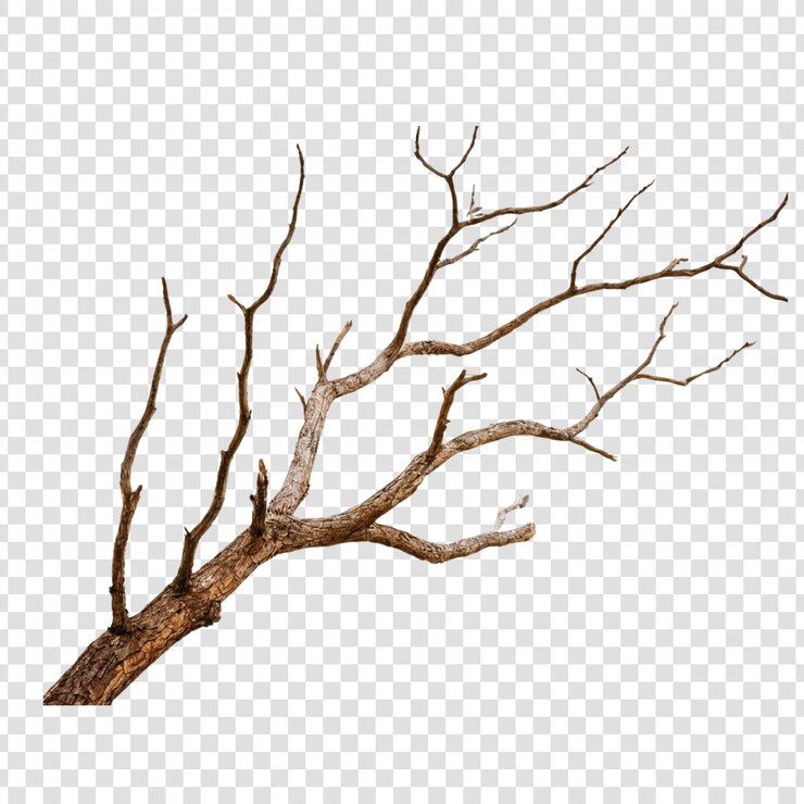 PSD la rama muerta de un árbol en un fondo transparente
