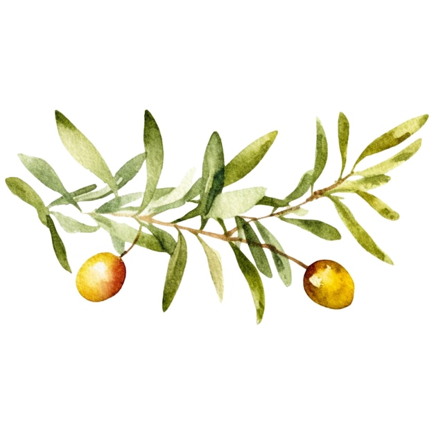 rama de oliva pintada en acuarela elemento de diseño de alimentos frescos dibujado a mano aislado en blanco