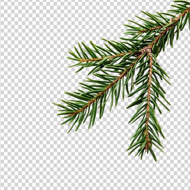 PSD rama de pino de navidad aislada sobre un fondo transparente