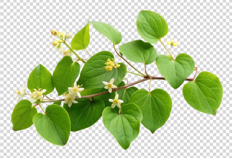 PSD una rama de una planta con flores y brotes
