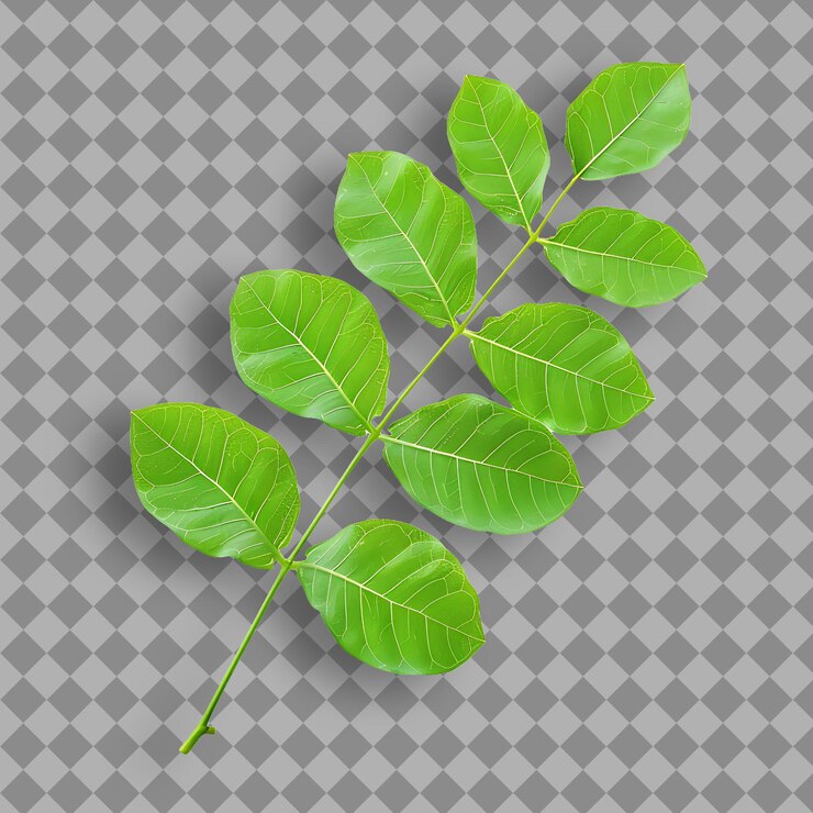 PSD una rama de una planta con hojas verdes en un fondo a cuadros