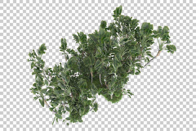 Una rama de una planta con hojas verdes.