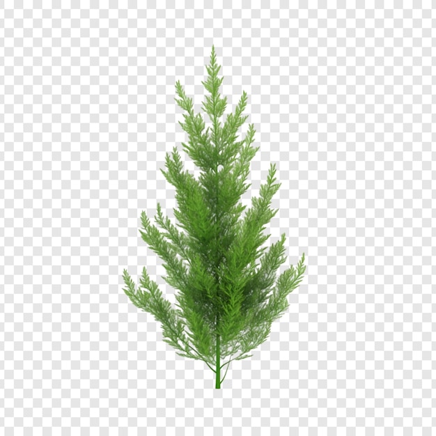 Rama verde de un árbol de coníferas aislada sobre un fondo transparente