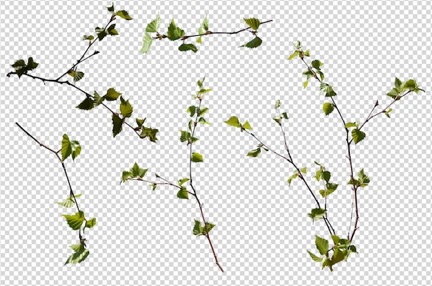 Ramas de abedul con hojas verdes frescas en un fondo transparente