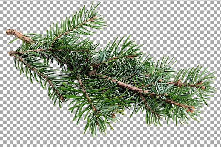 PSD ramas de abeto verdes de navidad aisladas en un fondo transparente