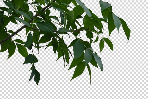 Ramas de ceniza con hojas verdes aisladas en un fondo transparente