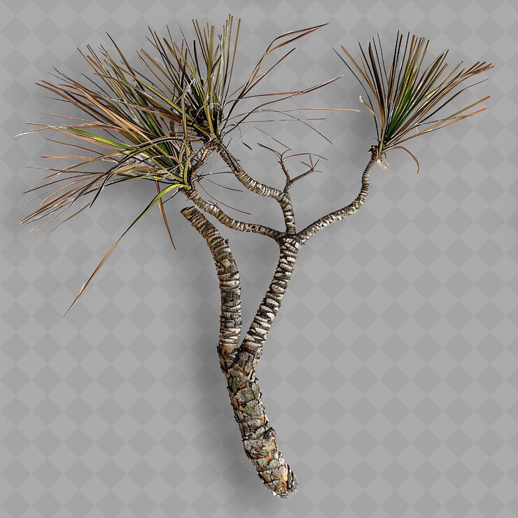PSD ramas de xanthorhoea con una larga correa como hojas y un grueso objeto superior aislado de una planta tropical