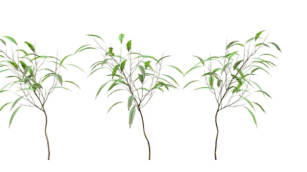 una ramita de árbol