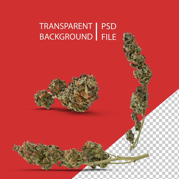 PSD ramo de cannabis png