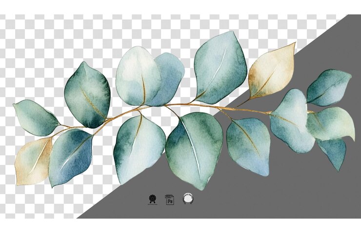 PSD ramo de folhas de eucalipto em um fundo branco transparente png
