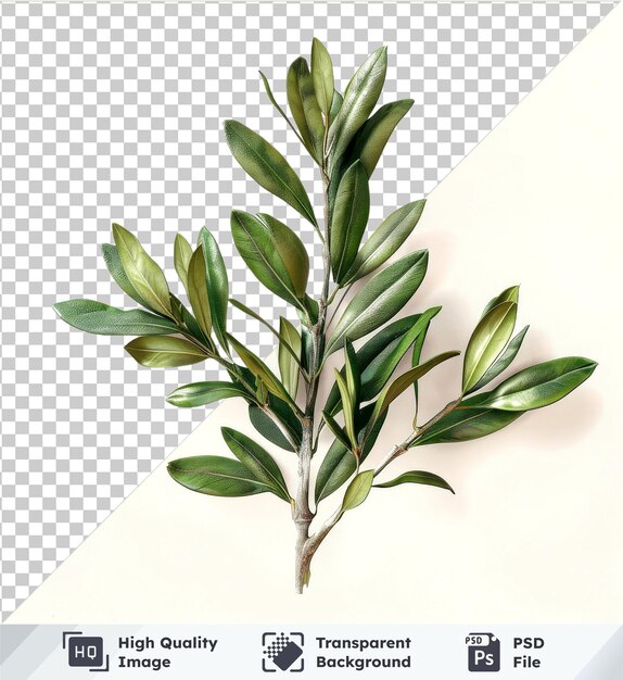 PSD ramo de oliveira com folhas verdes em um fundo isolado