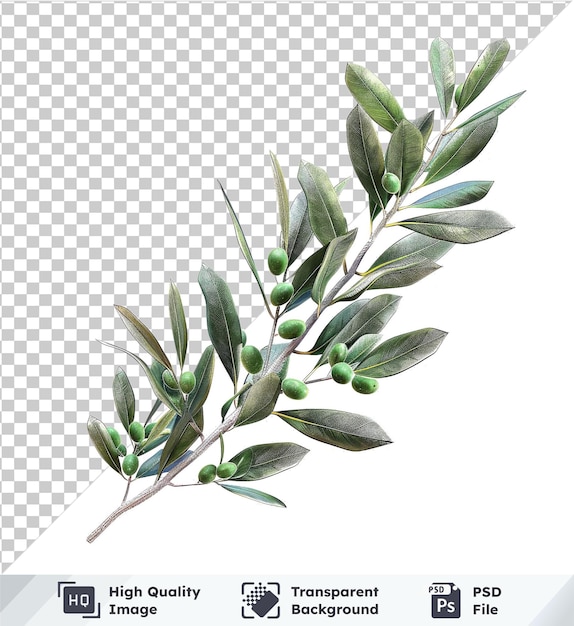 PSD ramo de oliveira vetor de psd transparente de alta qualidade com folhas verdes em um fundo isolado