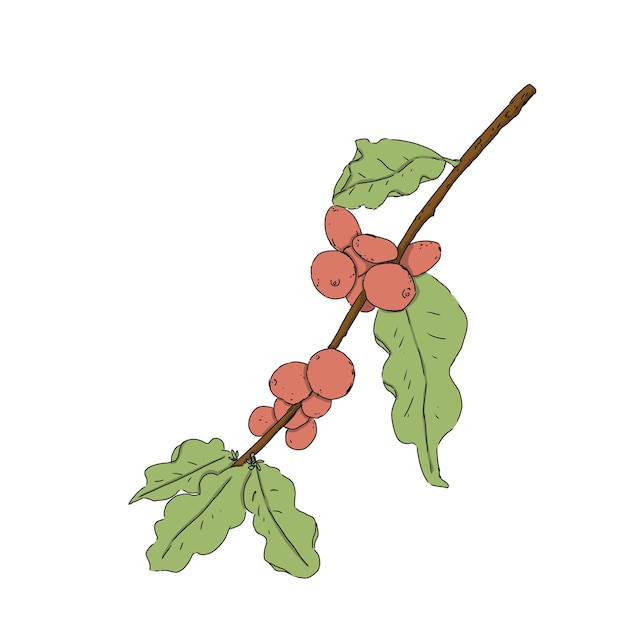 Ramo de planta de café com folhas e frutos ilustração colorida