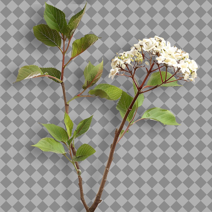 PSD ramo de viburnum alto e espalhado com casca áspera pequeno lea objeto isolado em fundo limpo