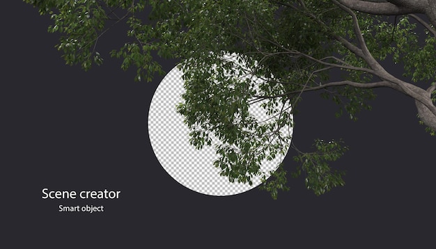 ramo di albero 3d isolato