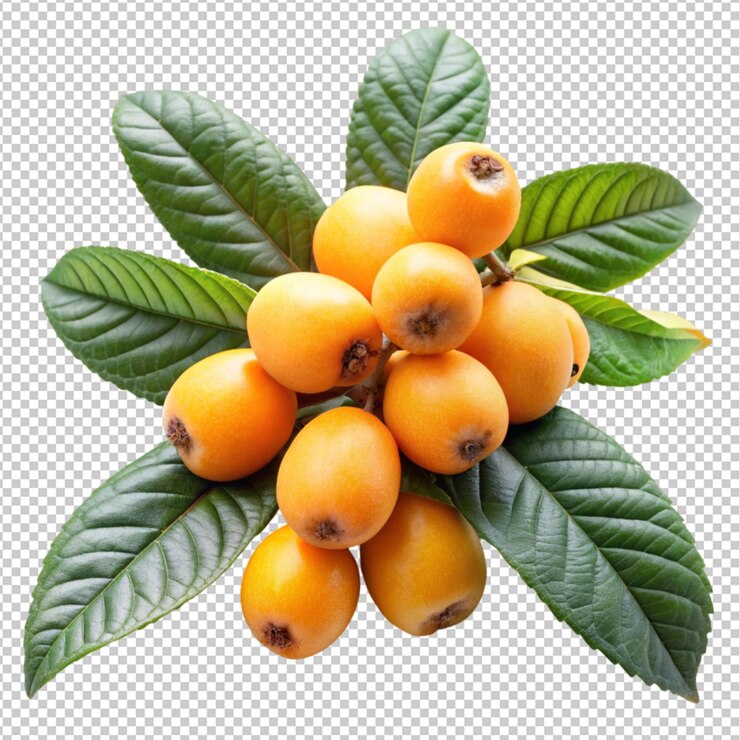 PSD ramo di frutto di loquat con foglie su sfondo trasparente